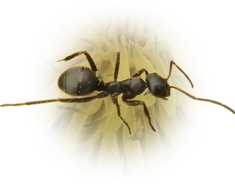 Scientific illustration of Formica subsericea (Silky Field Ant) - showing key identification features including head, thorax, and gaster.