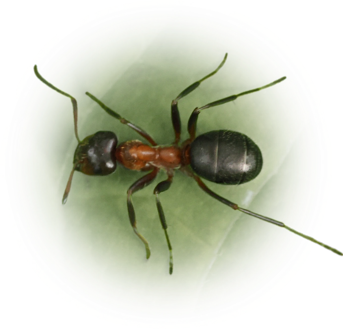 Scientific illustration of Formica ulkei (Ulke's Mound Ant) - showing key identification features including head, thorax, and gaster.