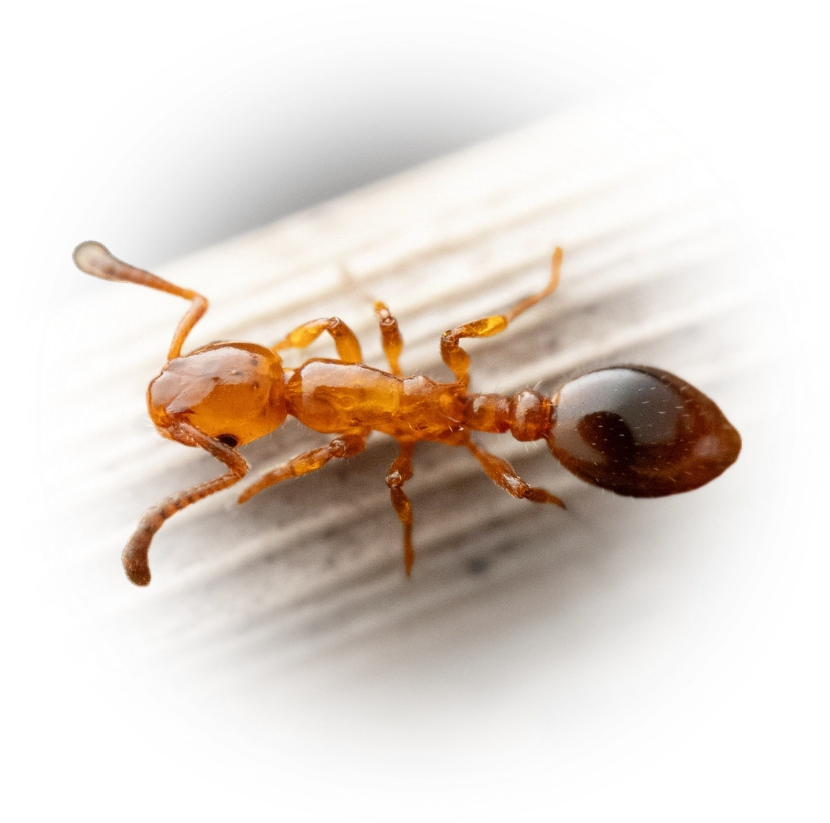 Scientific illustration of Formicoxenus nitidulus (Shining Guest Ant) - showing key identification features including head, thorax, and gaster.