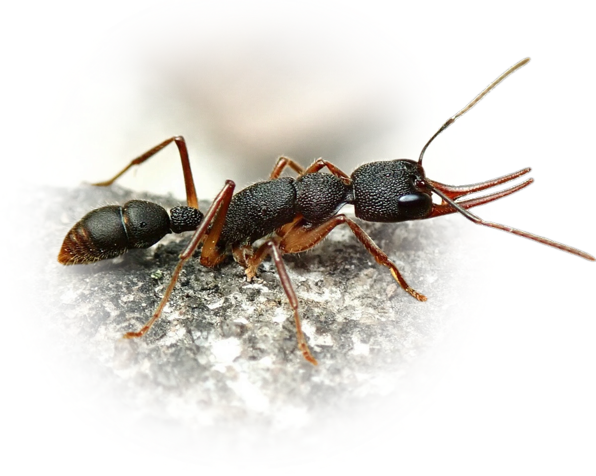 Scientific illustration of Harpegnathos venator (Giant Jumping Ant) - showing key identification features including head, thorax, and gaster.