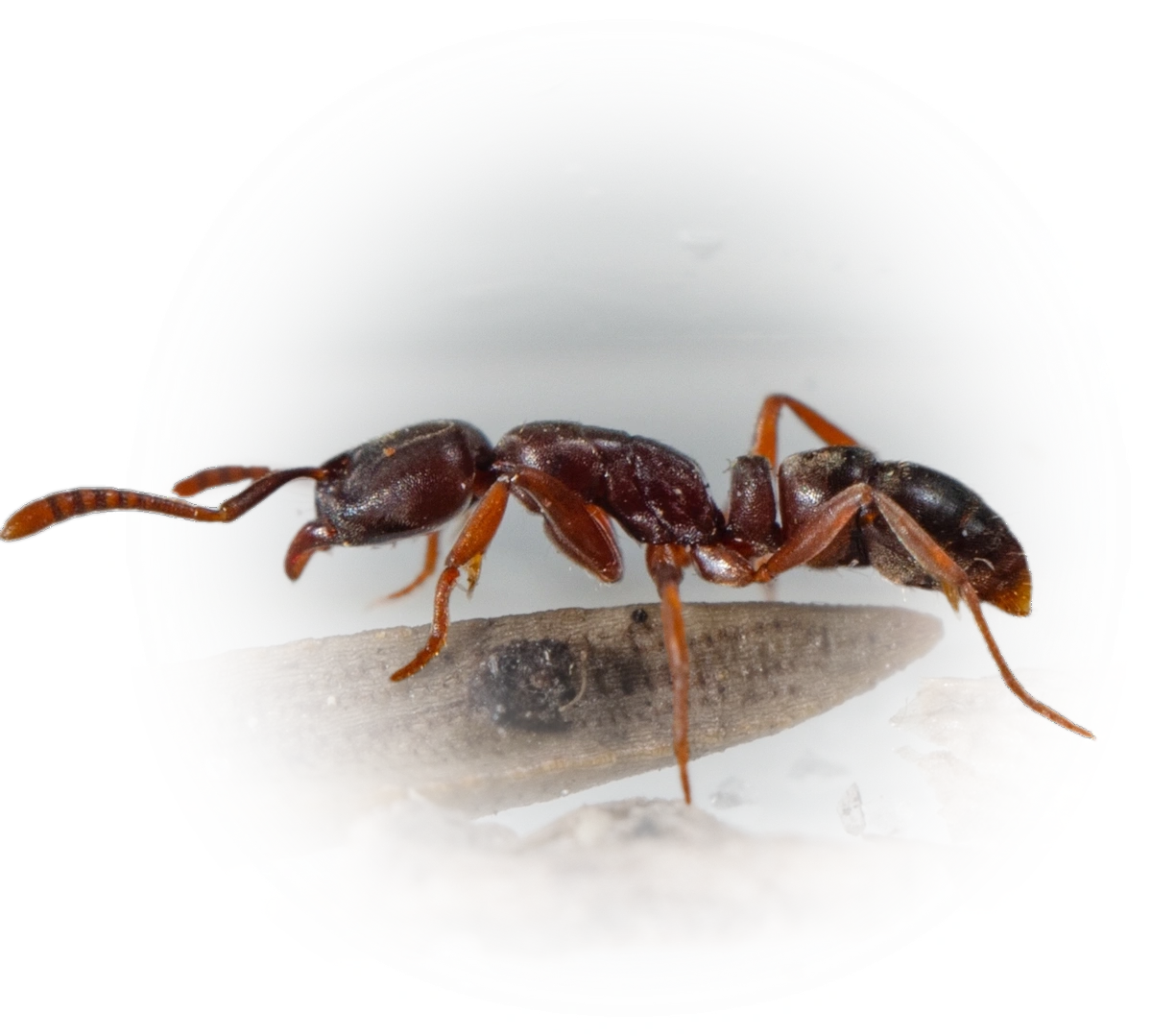 Scientific illustration of Hypoponera opaciceps (Granulate Crypt Ant) - showing key identification features including head, thorax, and gaster.