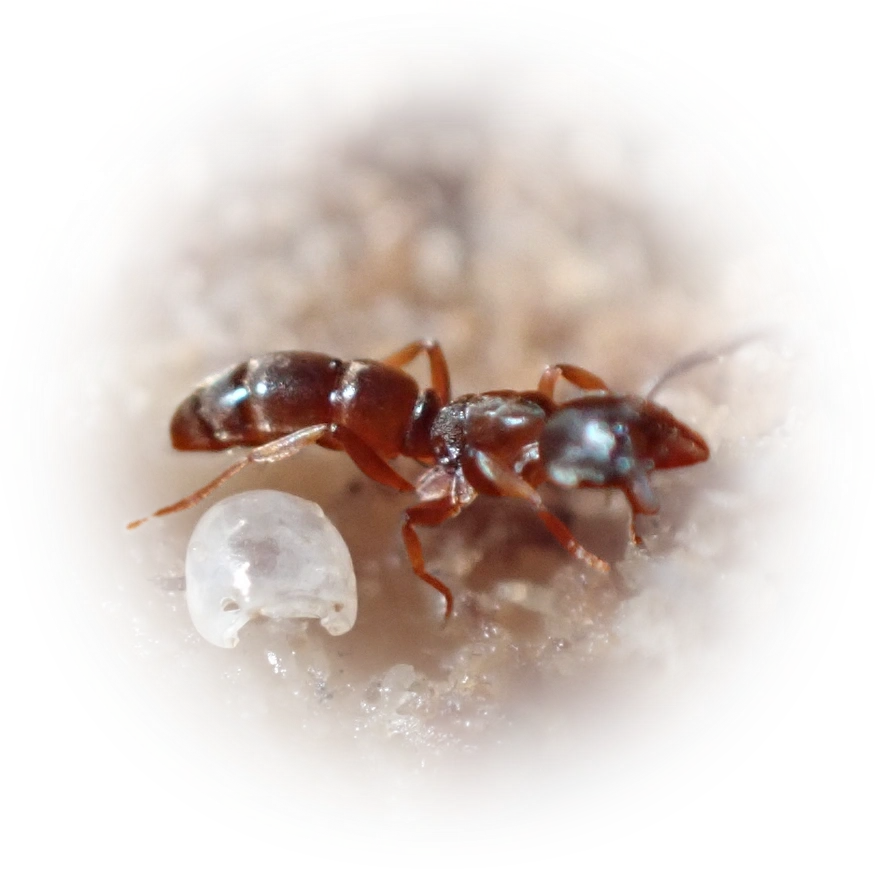 Scientific illustration of Hypoponera opacior (Common Crypt Ant) - showing key identification features including head, thorax, and gaster.
