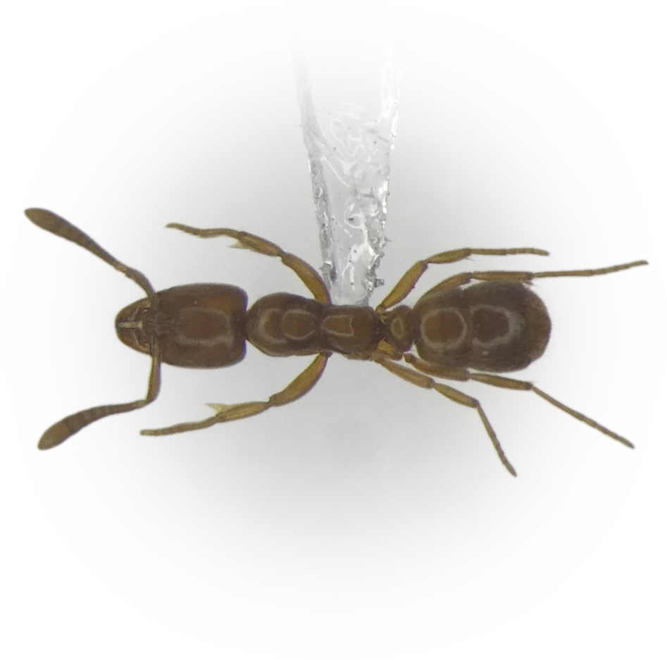 Scientific illustration of Hypoponera punctatissima (Roger's Crypt Ant) - showing key identification features including head, thorax, and gaster.