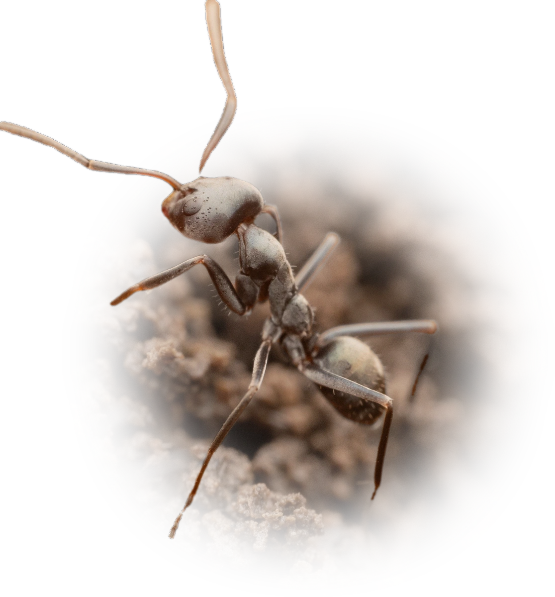 Scientific illustration of Iridomyrmex anceps (Asian Tyrant Ant) - showing key identification features including head, thorax, and gaster.