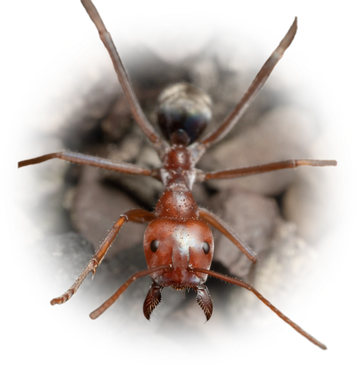Scientific illustration of Iridomyrmex purpureus (Southern Meat Ant) - showing key identification features including head, thorax, and gaster.