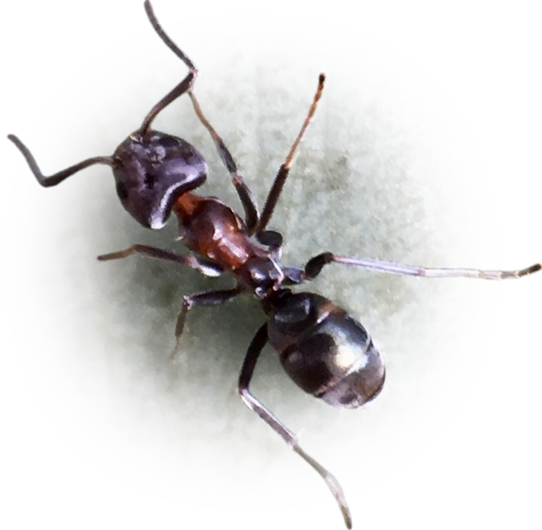 Scientific illustration of Iridomyrmex rufoniger (Tufted Tyrant Ant) - showing key identification features including head, thorax, and gaster.