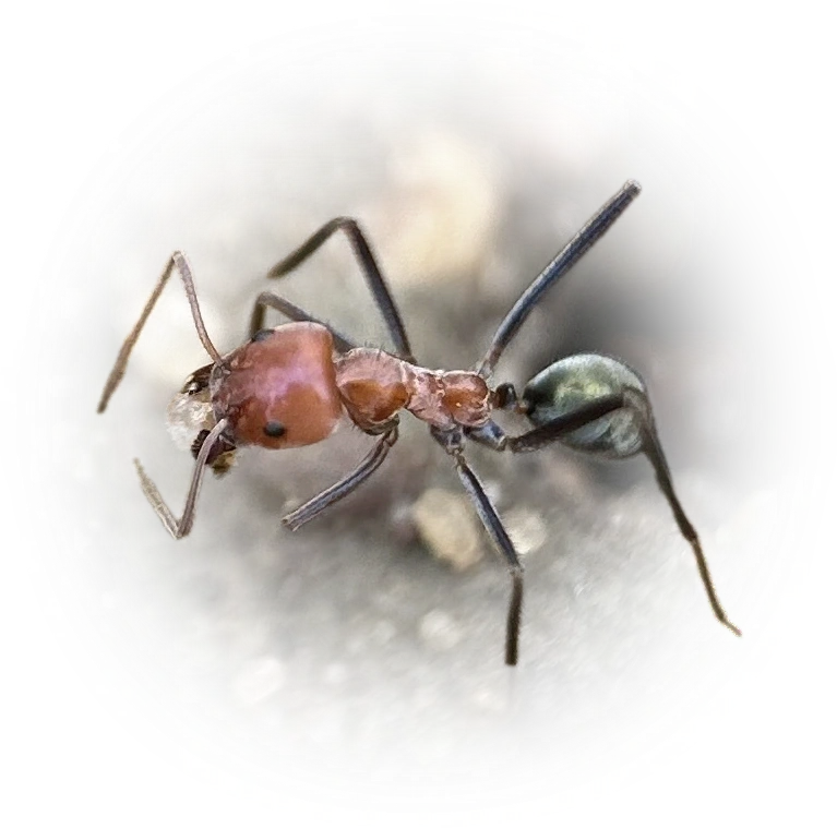 Scientific illustration of Iridomyrmex sanguineus (Northern Meat Ant) - showing key identification features including head, thorax, and gaster.