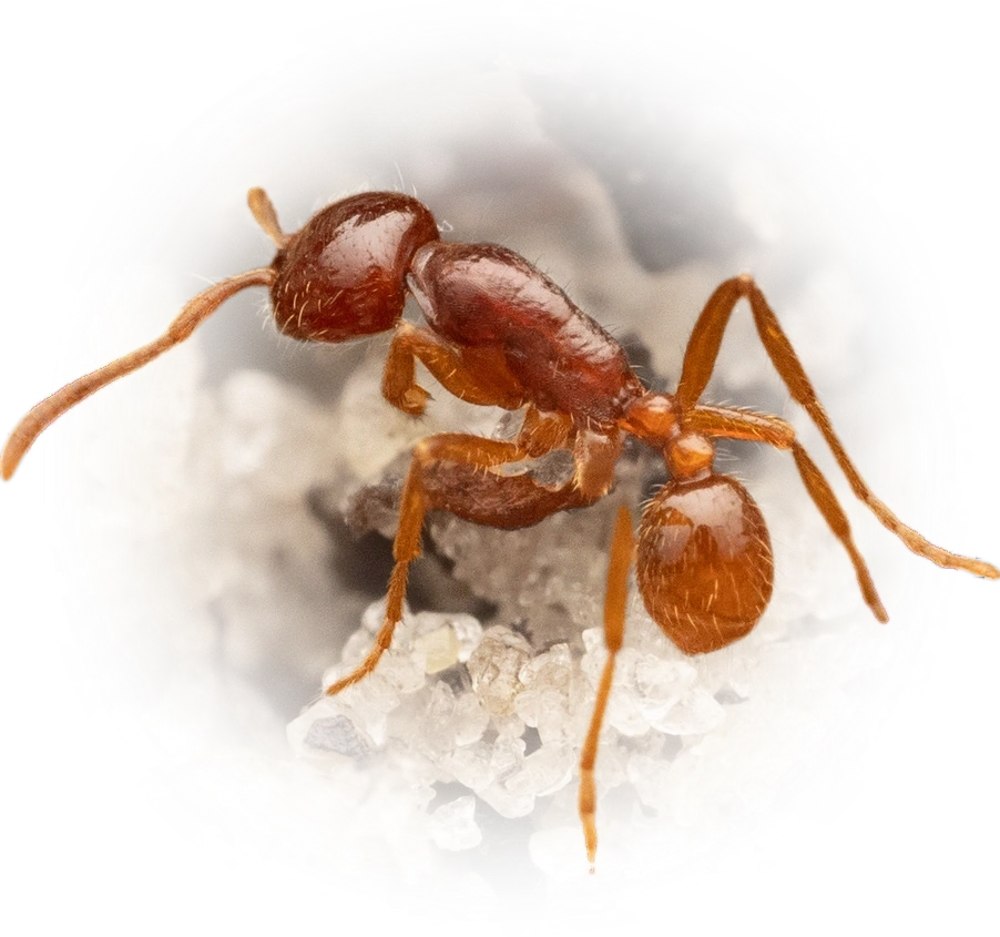 Scientific illustration of Labidus coecus ant - showing key identification features including head, thorax, and gaster.