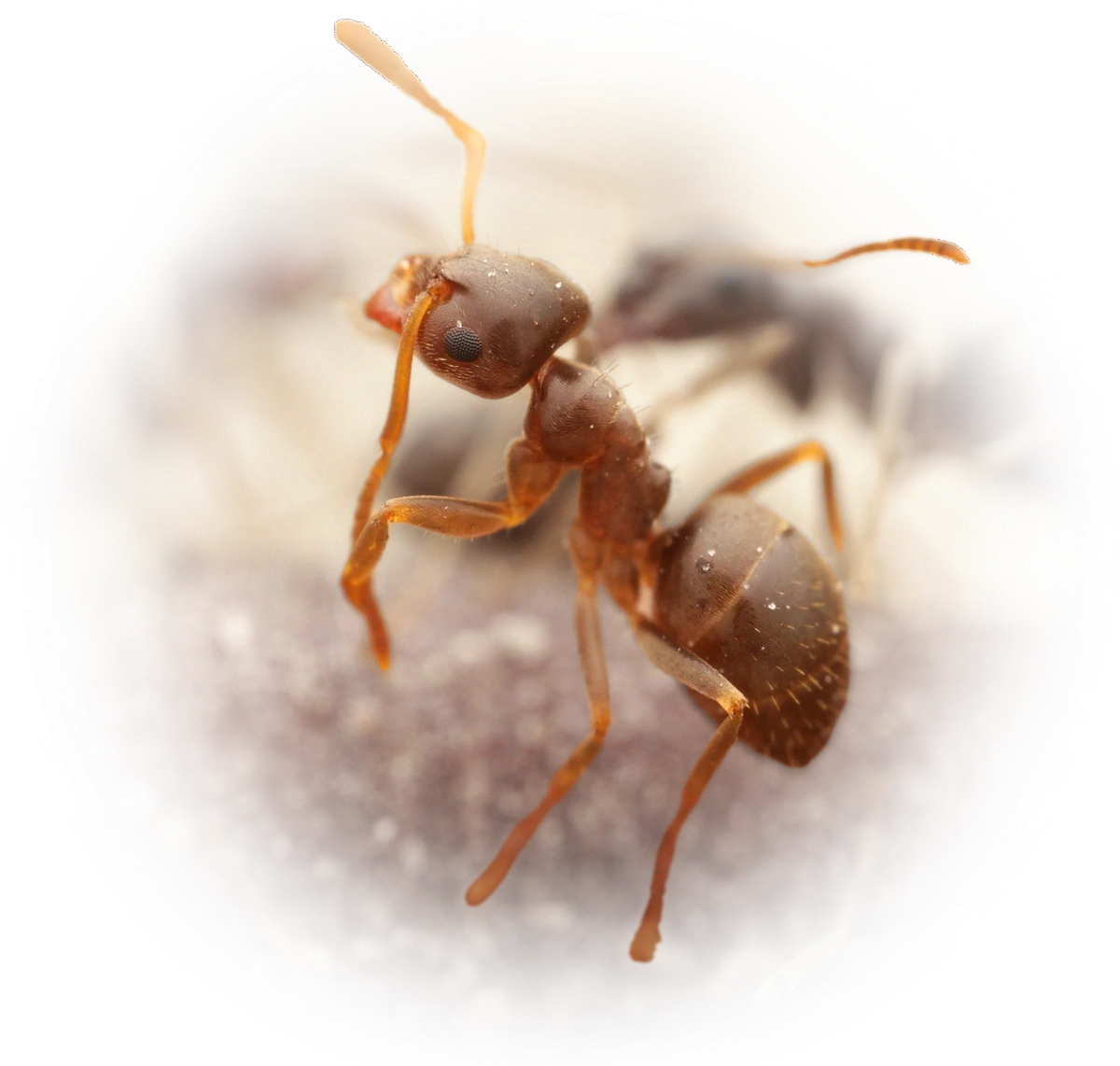 Scientific illustration of Lasius alienus (Cornfield Ant) - showing key identification features including head, thorax, and gaster.
