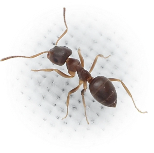 Scientific illustration of Lasius americanus (Woodland Fuzzy Ant) - showing key identification features including head, thorax, and gaster.