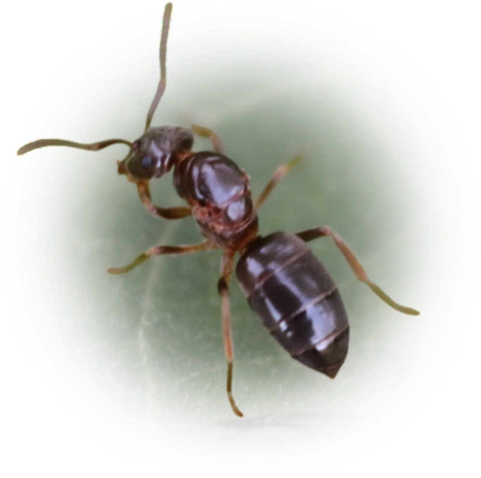 Scientific illustration of Lasius aphidicola (Shaded Fuzzy Ant) - showing key identification features including head, thorax, and gaster.