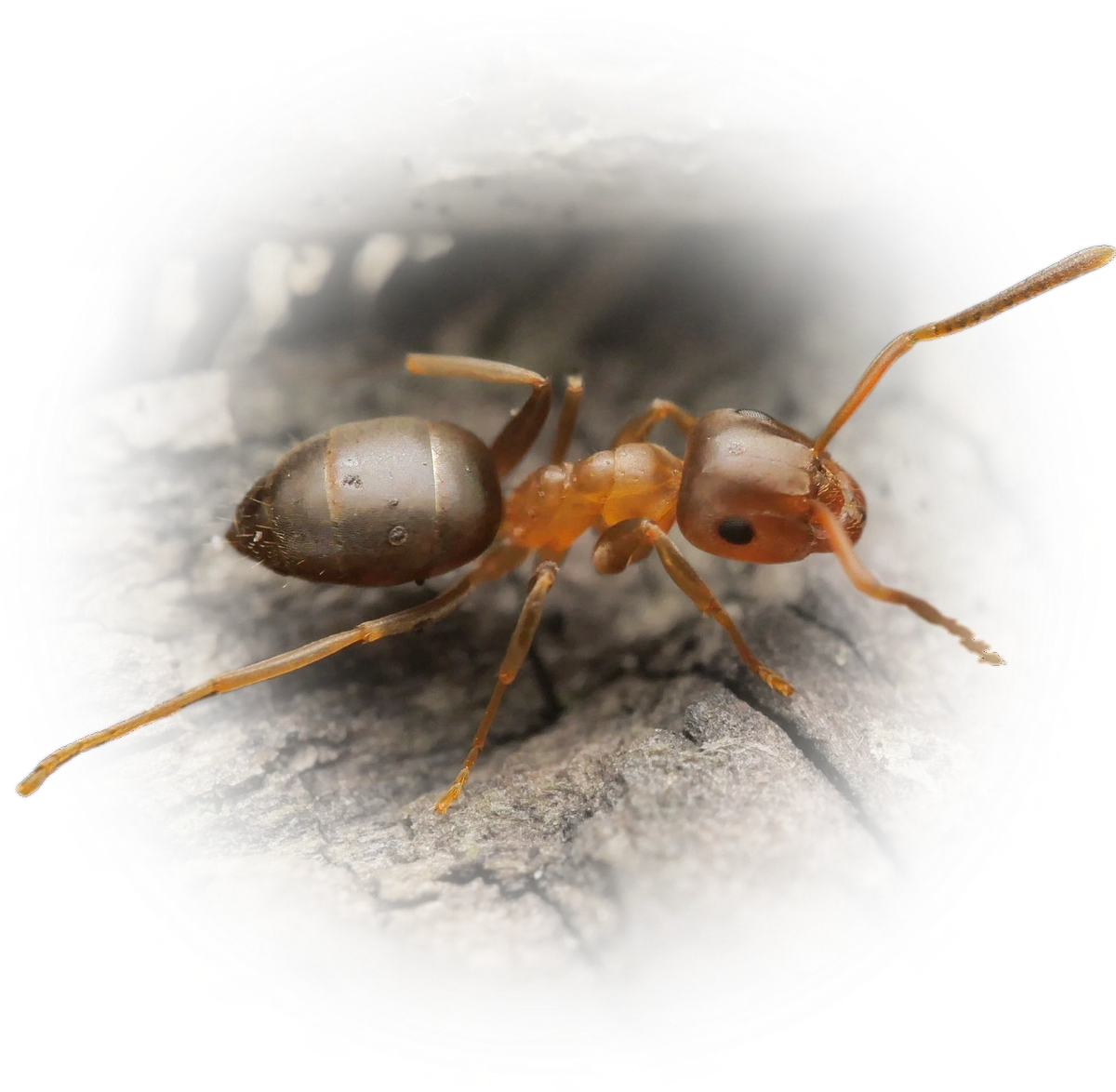 Scientific illustration of Lasius brunneus (Brown Tree Ant) - showing key identification features including head, thorax, and gaster.