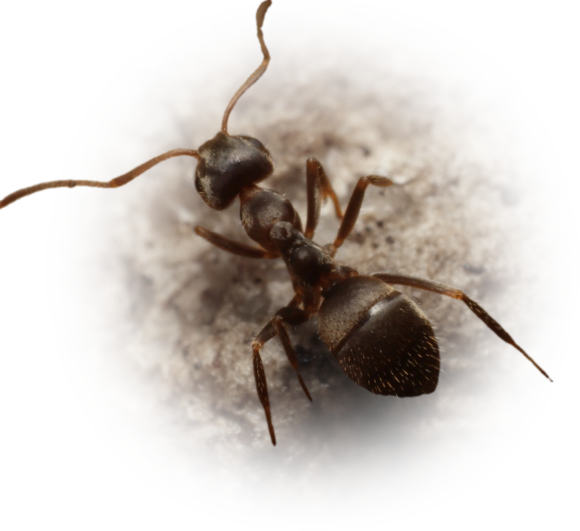 Scientific illustration of Lasius cinereus ant - showing key identification features including head, thorax, and gaster.