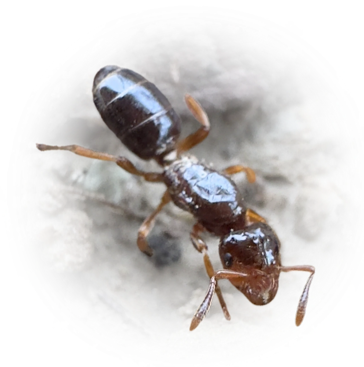 Scientific illustration of Lasius claviger (Common Citronella Ant) - showing key identification features including head, thorax, and gaster.