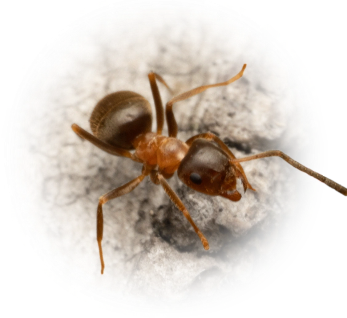 Scientific illustration of Lasius emarginatus (Central European Bicolored Ant) - showing key identification features including head, thorax, and gaster.