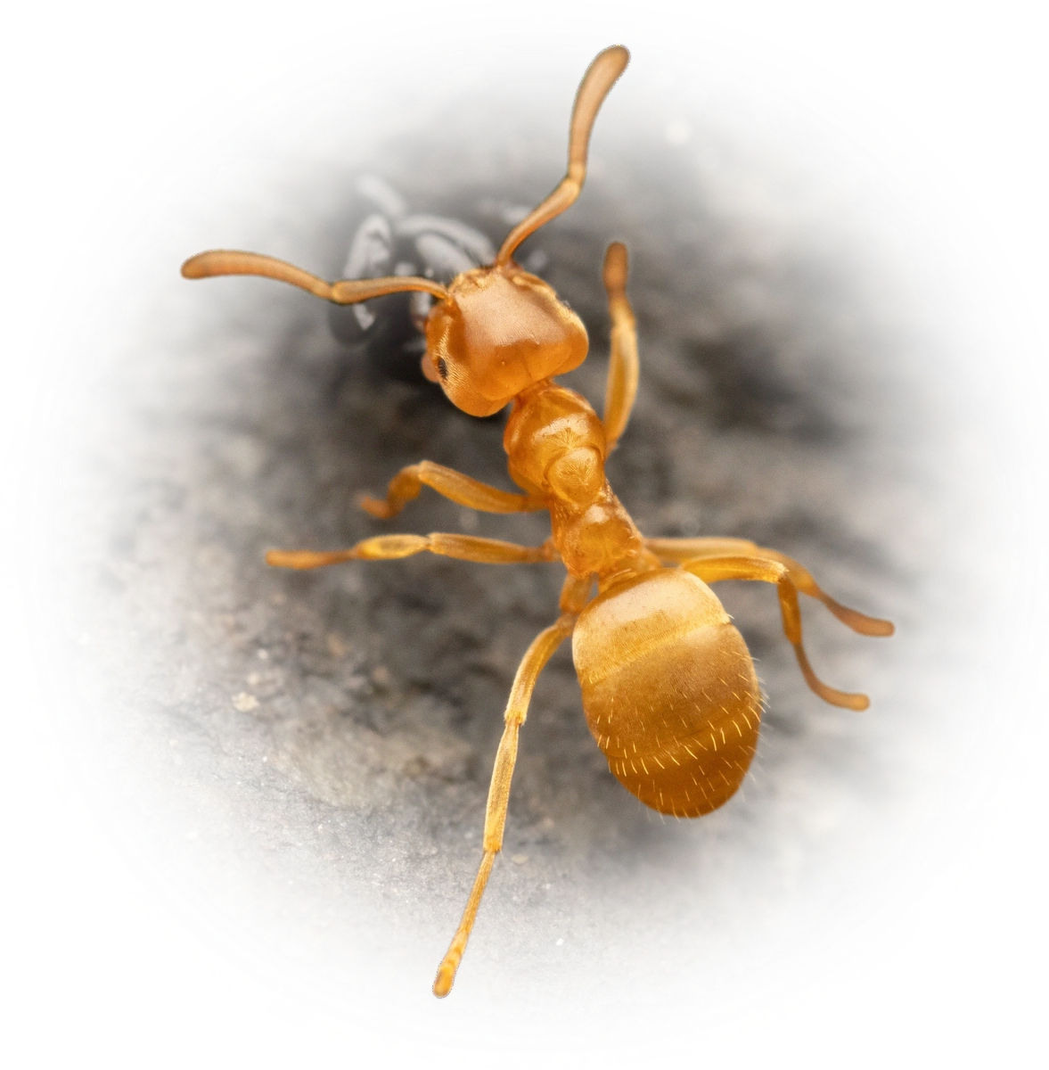 Scientific illustration of Lasius flavus (Yellow Meadow Ant) - showing key identification features including head, thorax, and gaster.