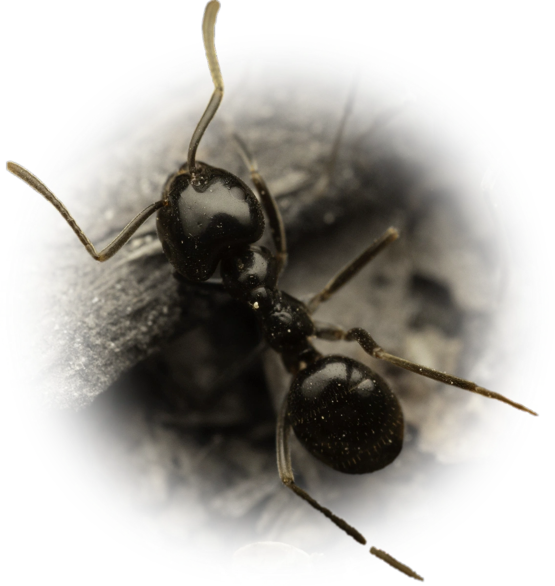 Scientific illustration of Lasius fuliginosus (Jet Ant) - showing key identification features including head, thorax, and gaster.