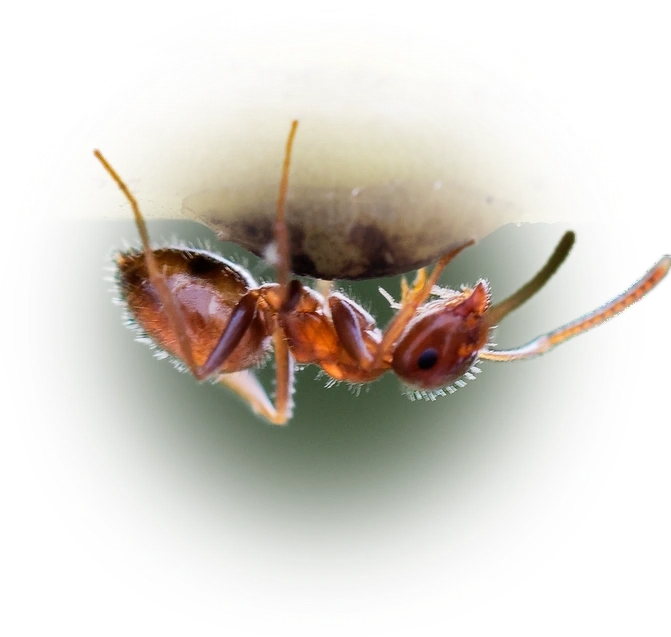 Scientific illustration of Lasius grandis ant - showing key identification features including head, thorax, and gaster.