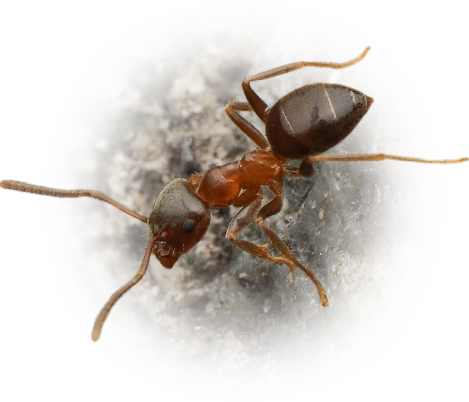 Scientific illustration of Lasius hayashi ant - showing key identification features including head, thorax, and gaster.