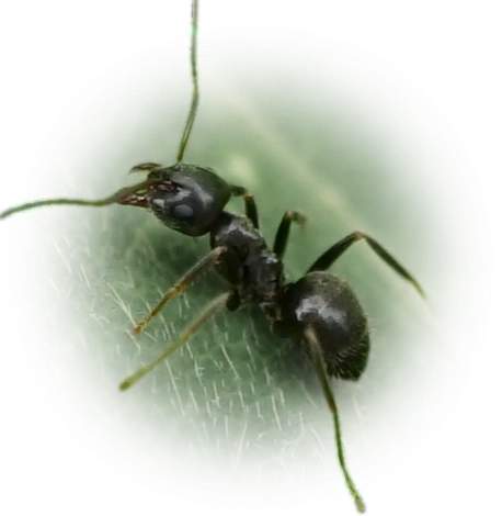 Scientific illustration of Lasius japonicus ant - showing key identification features including head, thorax, and gaster.