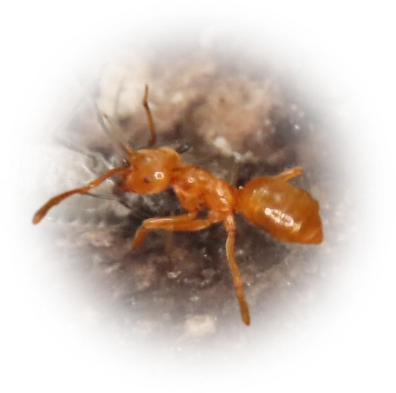Scientific illustration of Lasius meridionalis ant - showing key identification features including head, thorax, and gaster.