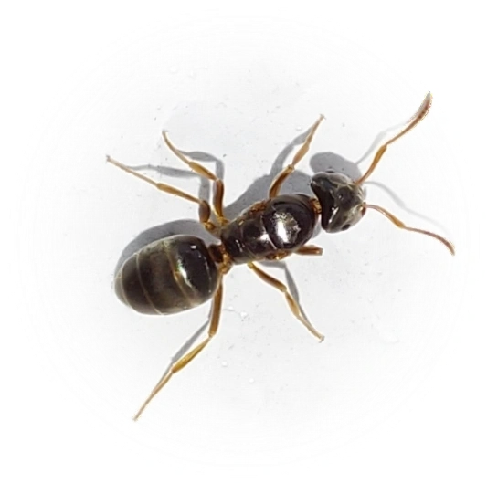 Scientific illustration of Lasius mixtus ant - showing key identification features including head, thorax, and gaster.