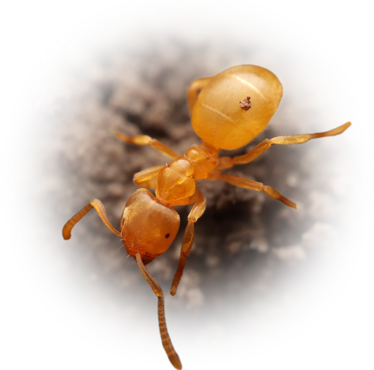 Scientific illustration of Lasius myops ant - showing key identification features including head, thorax, and gaster.