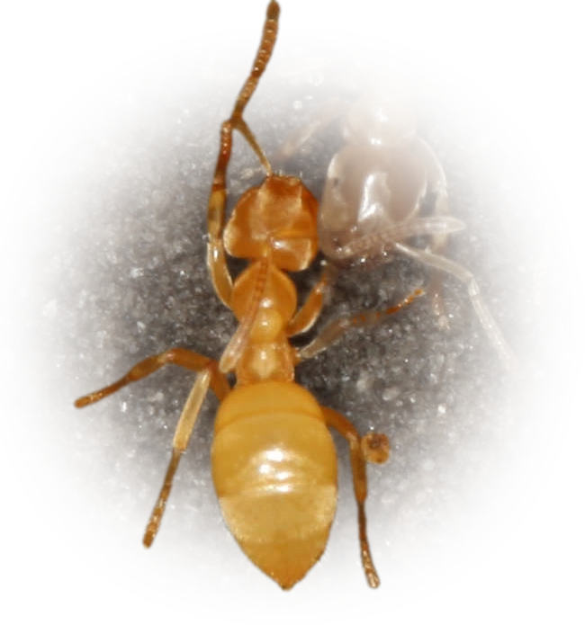 Scientific illustration of Lasius nearcticus (New World Fuzzy Ant) - showing key identification features including head, thorax, and gaster.