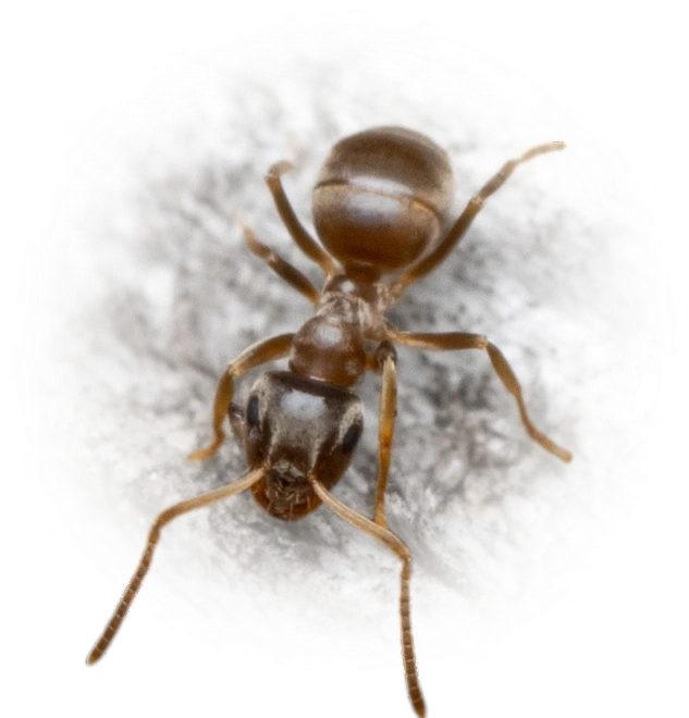 Scientific illustration of Lasius neglectus (Invasive Garden Ant) - showing key identification features including head, thorax, and gaster.