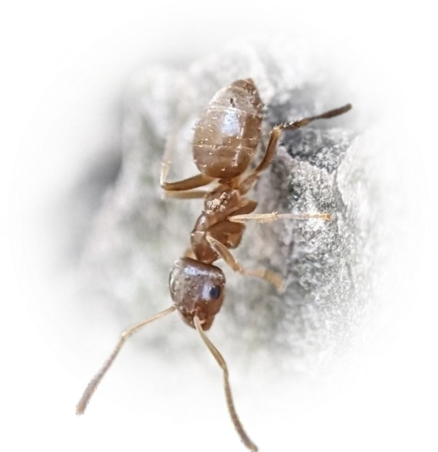 Scientific illustration of Lasius neoniger (Turfgrass Ant) - showing key identification features including head, thorax, and gaster.