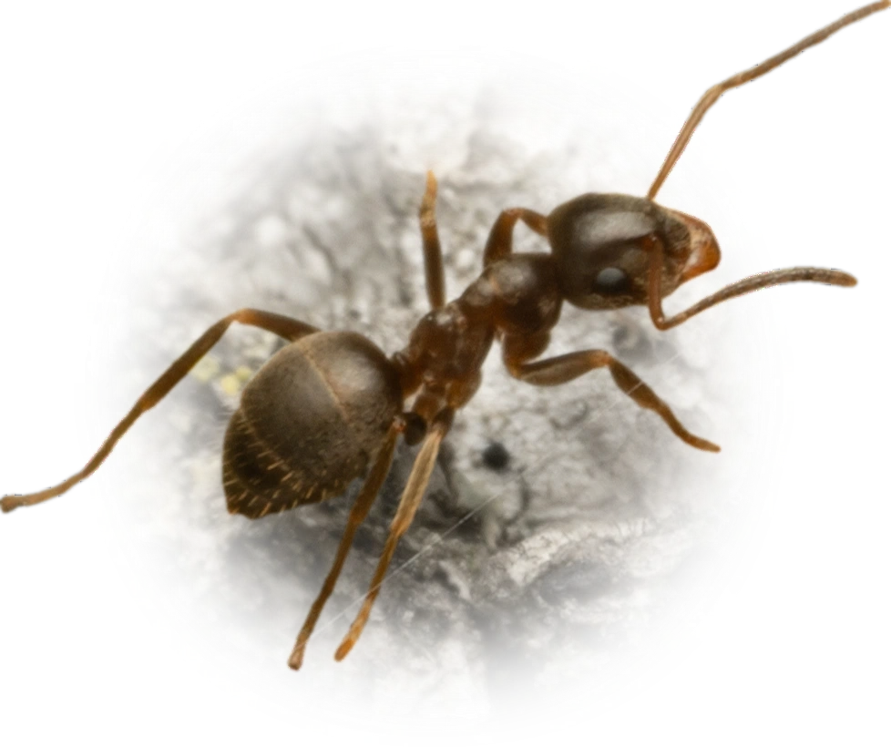 Scientific illustration of Lasius niger (Black Garden Ant) - showing key identification features including head, thorax, and gaster.