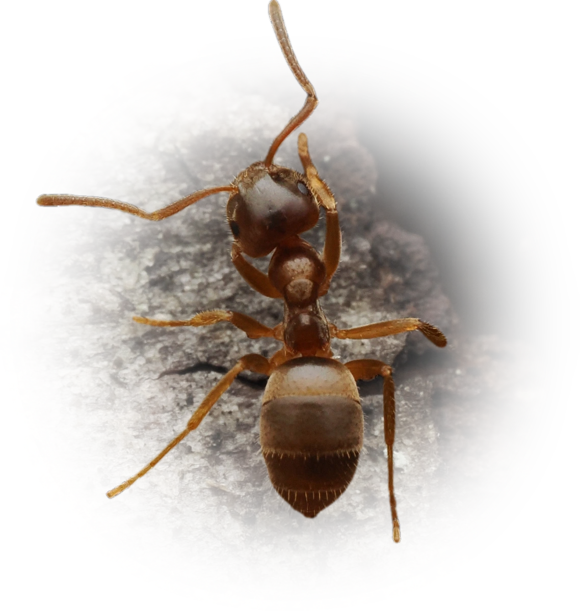 Scientific illustration of Lasius pallitarsis (Pale-legged Fuzzy Ant) - showing key identification features including head, thorax, and gaster.