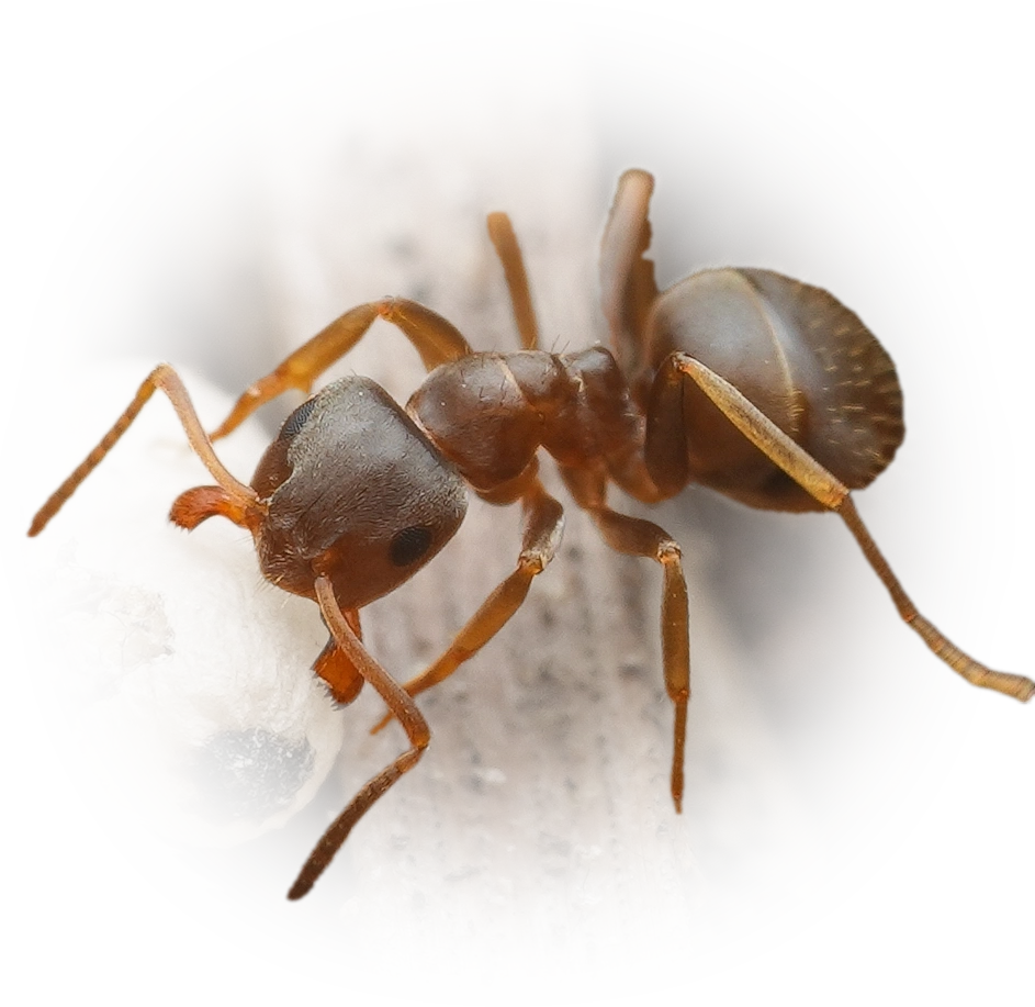 Scientific illustration of Lasius paralienus ant - showing key identification features including head, thorax, and gaster.