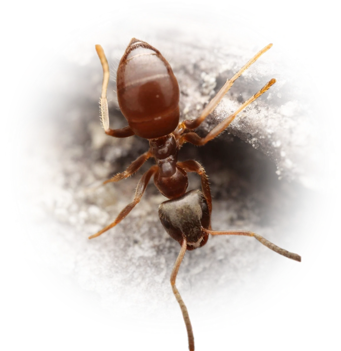Scientific illustration of Lasius platythorax ant - showing key identification features including head, thorax, and gaster.