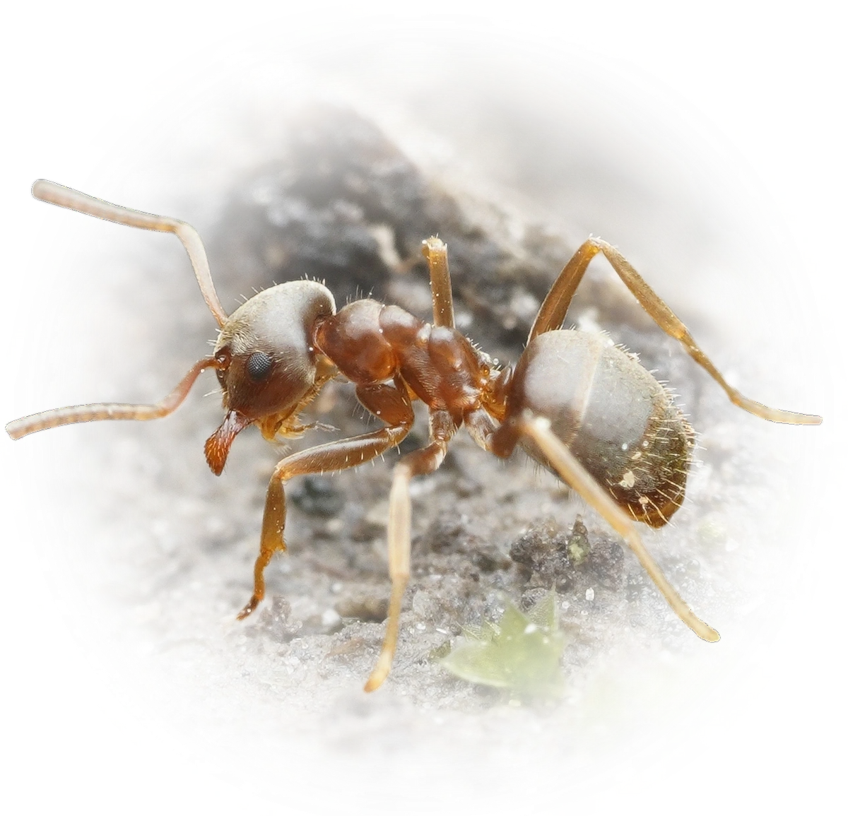 Scientific illustration of Lasius psammophilus ant - showing key identification features including head, thorax, and gaster.