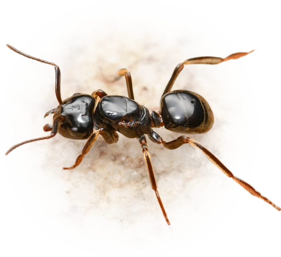 Scientific illustration of Lasius spathepus ant - showing key identification features including head, thorax, and gaster.