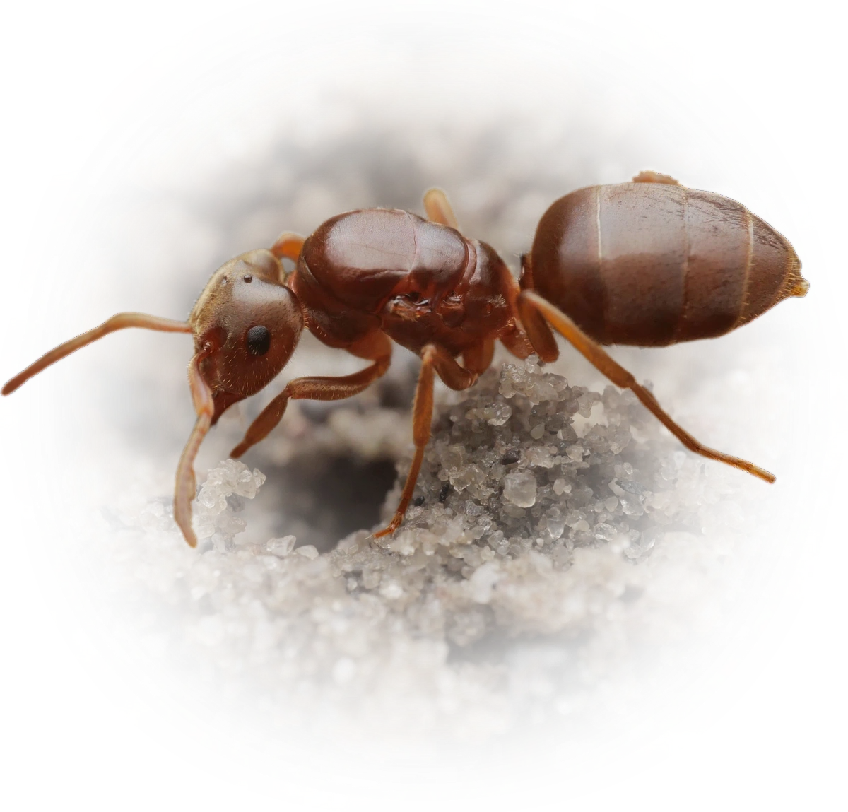 Scientific illustration of Lasius umbratus (Yellow Shadow Ant) - showing key identification features including head, thorax, and gaster.