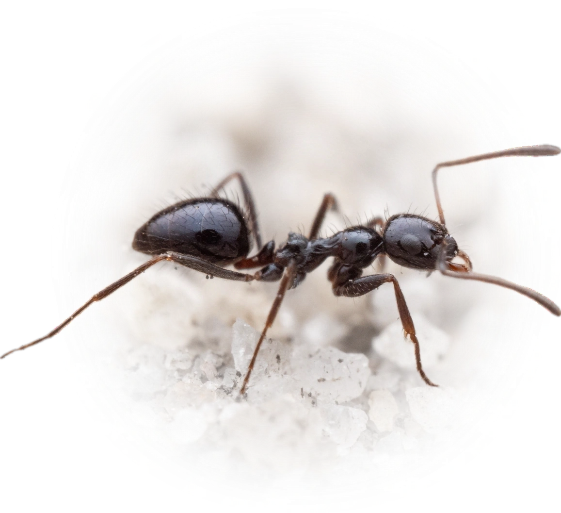 Scientific illustration of Lepisiota capensis (Small Black Sugar Ant) - showing key identification features including head, thorax, and gaster.