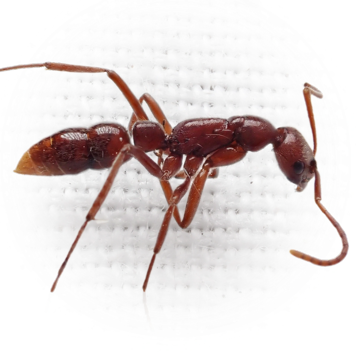 Scientific illustration of Leptogenys elongata (Elongate Razorjaw Ant) - showing key identification features including head, thorax, and gaster.