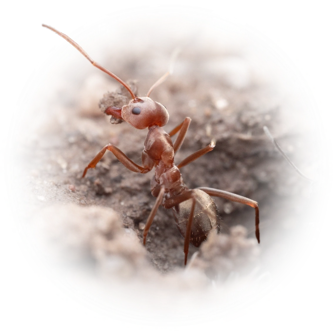 Scientific illustration of Anoplolepis custodiens (Large Pugnacious Ant) - showing key identification features including head, thorax, and gaster.
