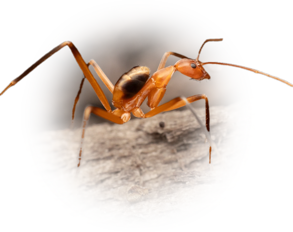 Scientific illustration of Leptomyrmex cnemidatus ant - showing key identification features including head, thorax, and gaster.