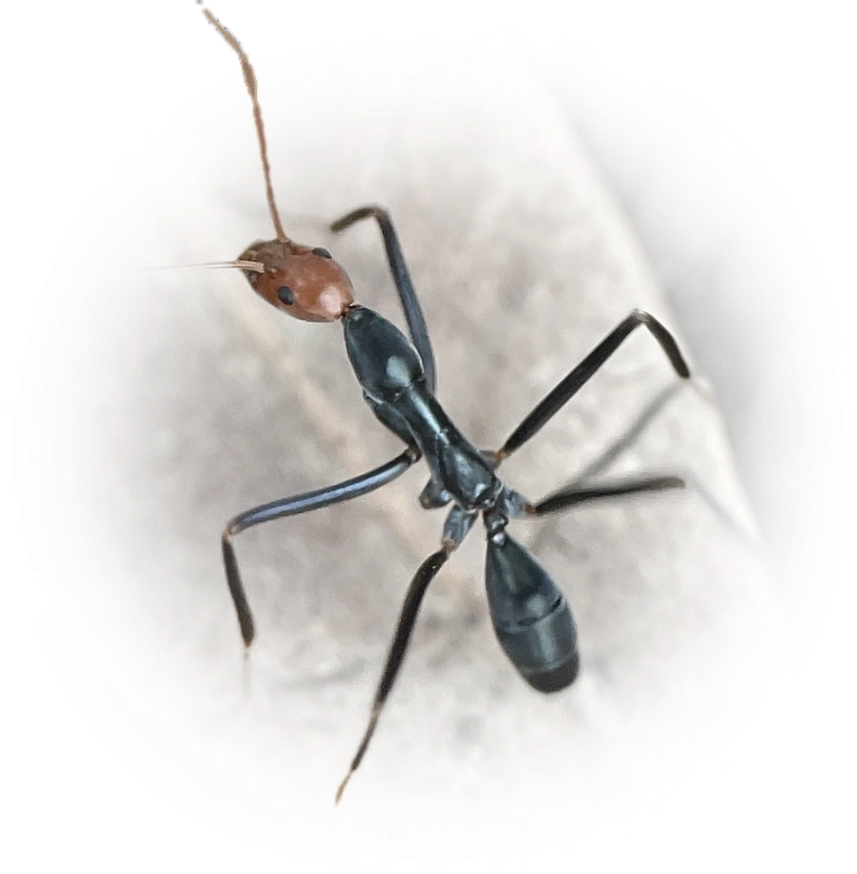 Scientific illustration of Leptomyrmex erythrocephalus (Red-headed Spider Ant) - showing key identification features including head, thorax, and gaster.