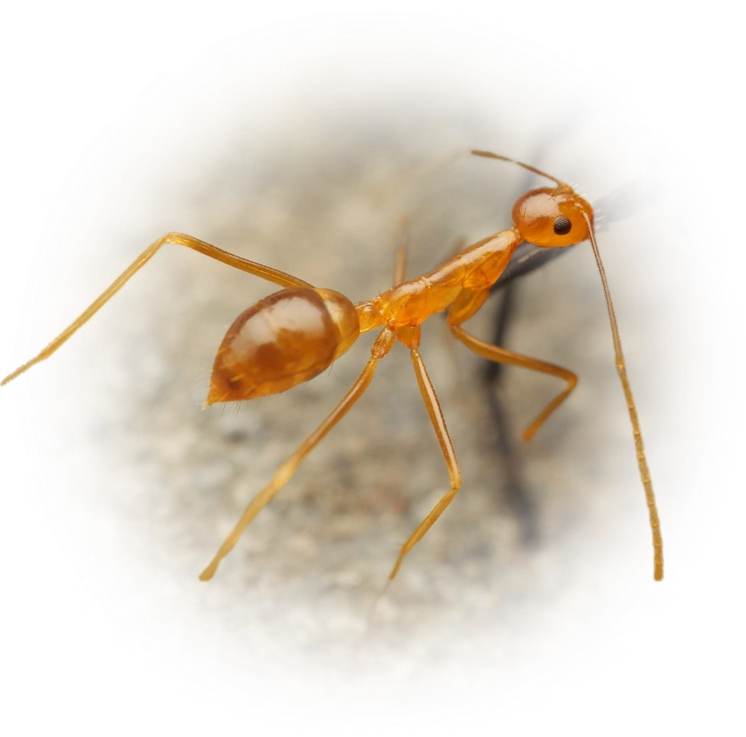 Scientific illustration of Anoplolepis gracilipes (Yellow Crazy Ant) - showing key identification features including head, thorax, and gaster.