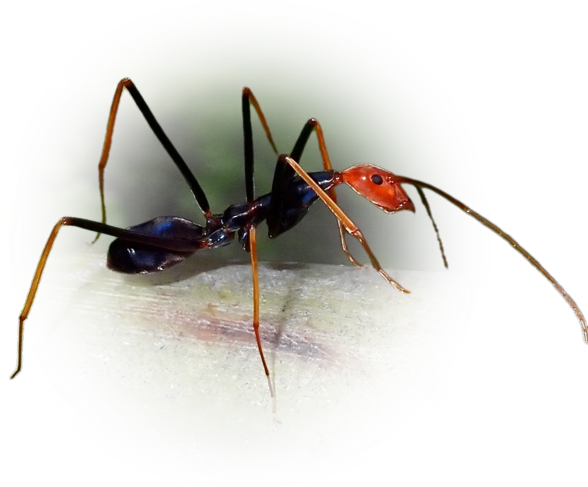Scientific illustration of Leptomyrmex ruficeps ant - showing key identification features including head, thorax, and gaster.