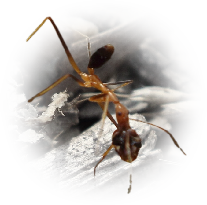 Scientific illustration of Leptomyrmex rufipes ant - showing key identification features including head, thorax, and gaster.