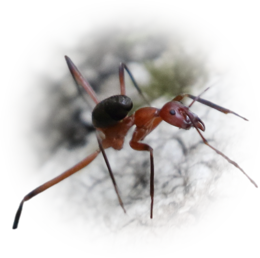 Scientific illustration of Leptomyrmex tibialis ant - showing key identification features including head, thorax, and gaster.