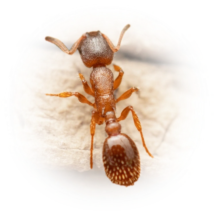 Scientific illustration of Leptothorax acervorum ant - showing key identification features including head, thorax, and gaster.