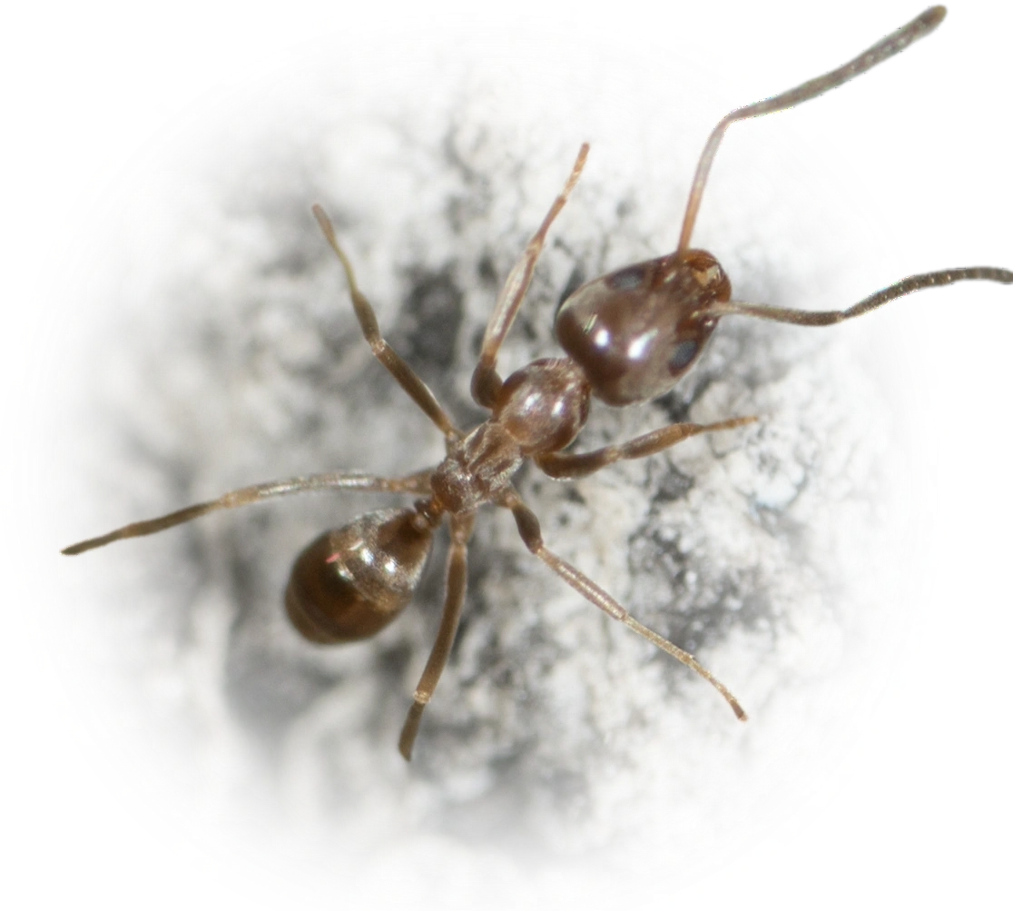 Scientific illustration of Linepithema humile (Argentine Ant) - showing key identification features including head, thorax, and gaster.