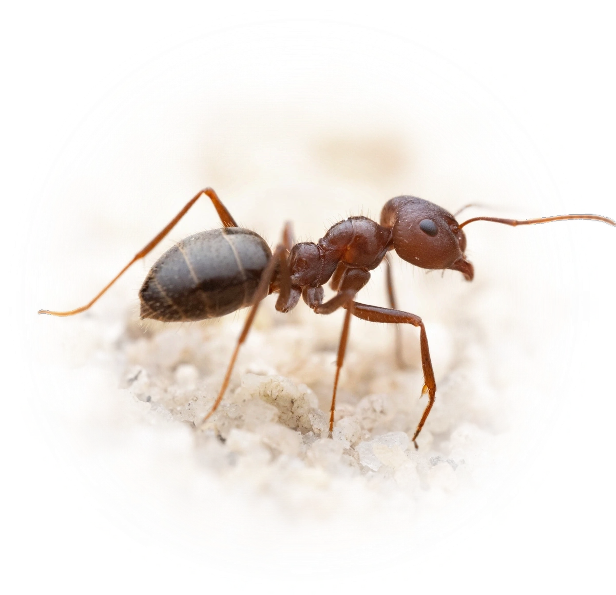 Scientific illustration of Anoplolepis steingroeveri (Small pugnacious ant) - showing key identification features including head, thorax, and gaster.