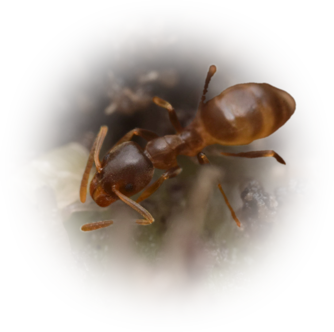 Scientific illustration of Linepithema piliferum ant - showing key identification features including head, thorax, and gaster.
